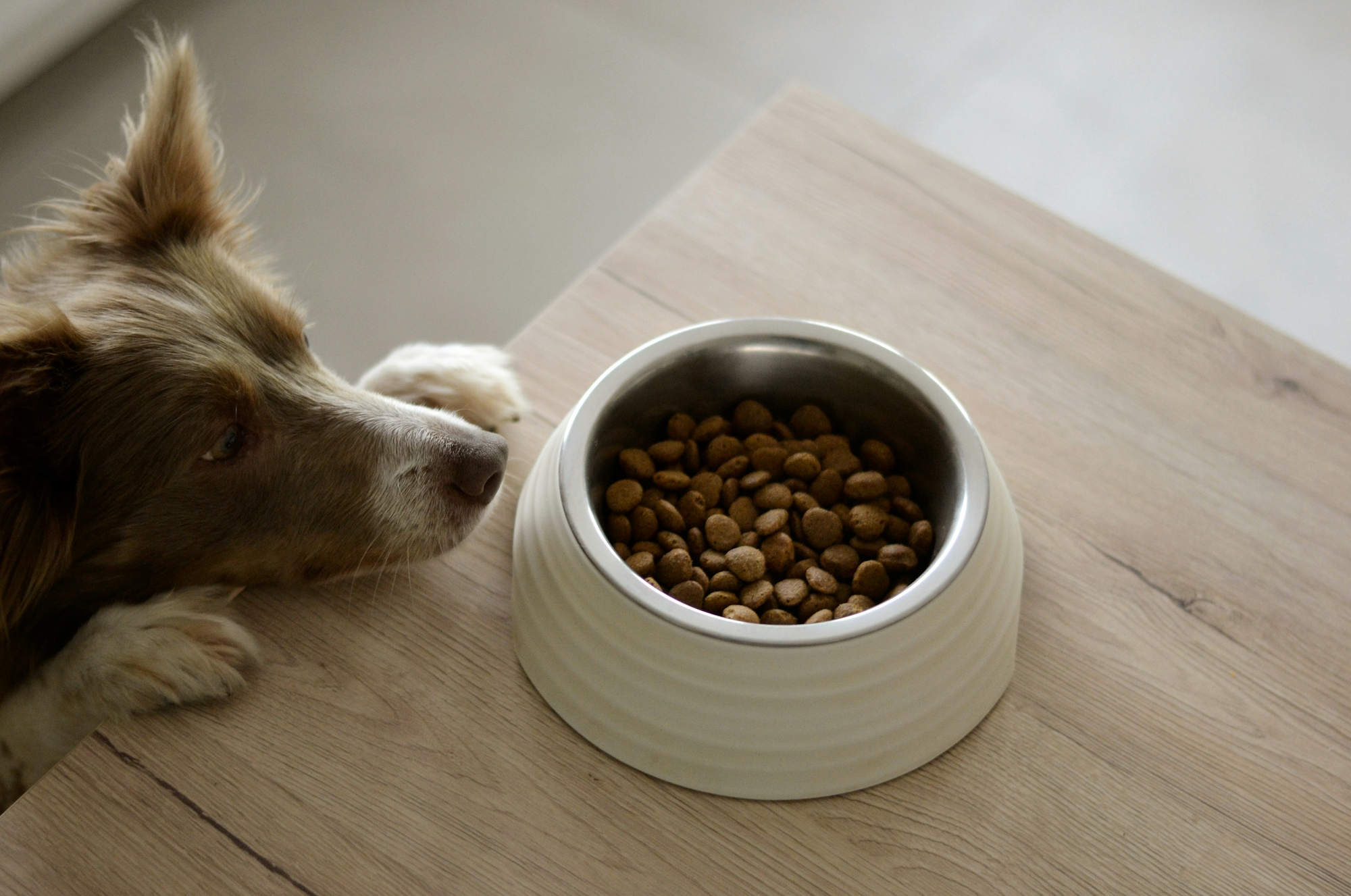 Dog looking at bowl with kibble on the counter