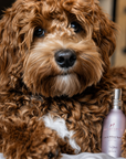 Frenky Lewis - Set Car & Pillow + Anti-Smell Spray – Lemn de Santal, Iasomie și Vanilie
