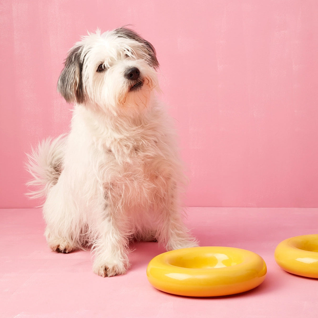 HotDog - Bol Galben de Ceramică