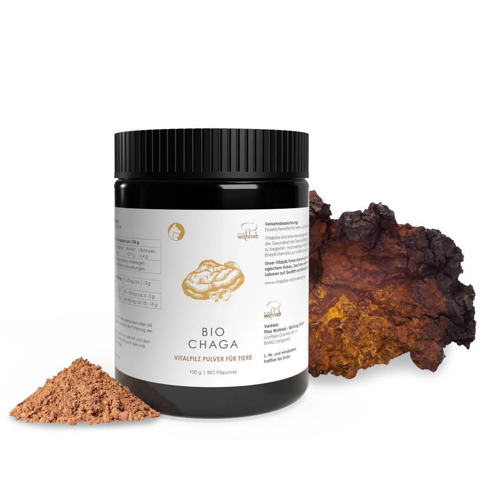 Chaga