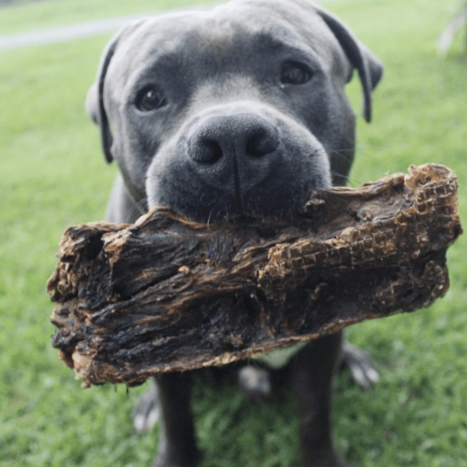 Lulu&#39;s Kitchen - Coadă de Cangur - 2 buc.