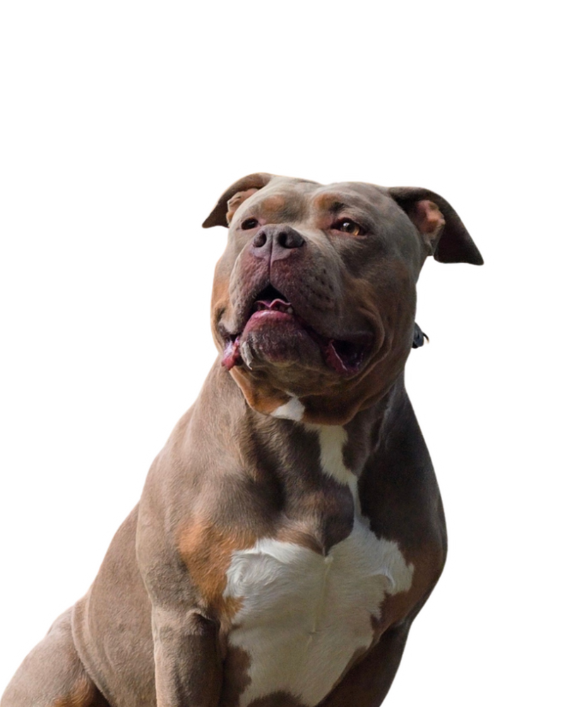 Rollo