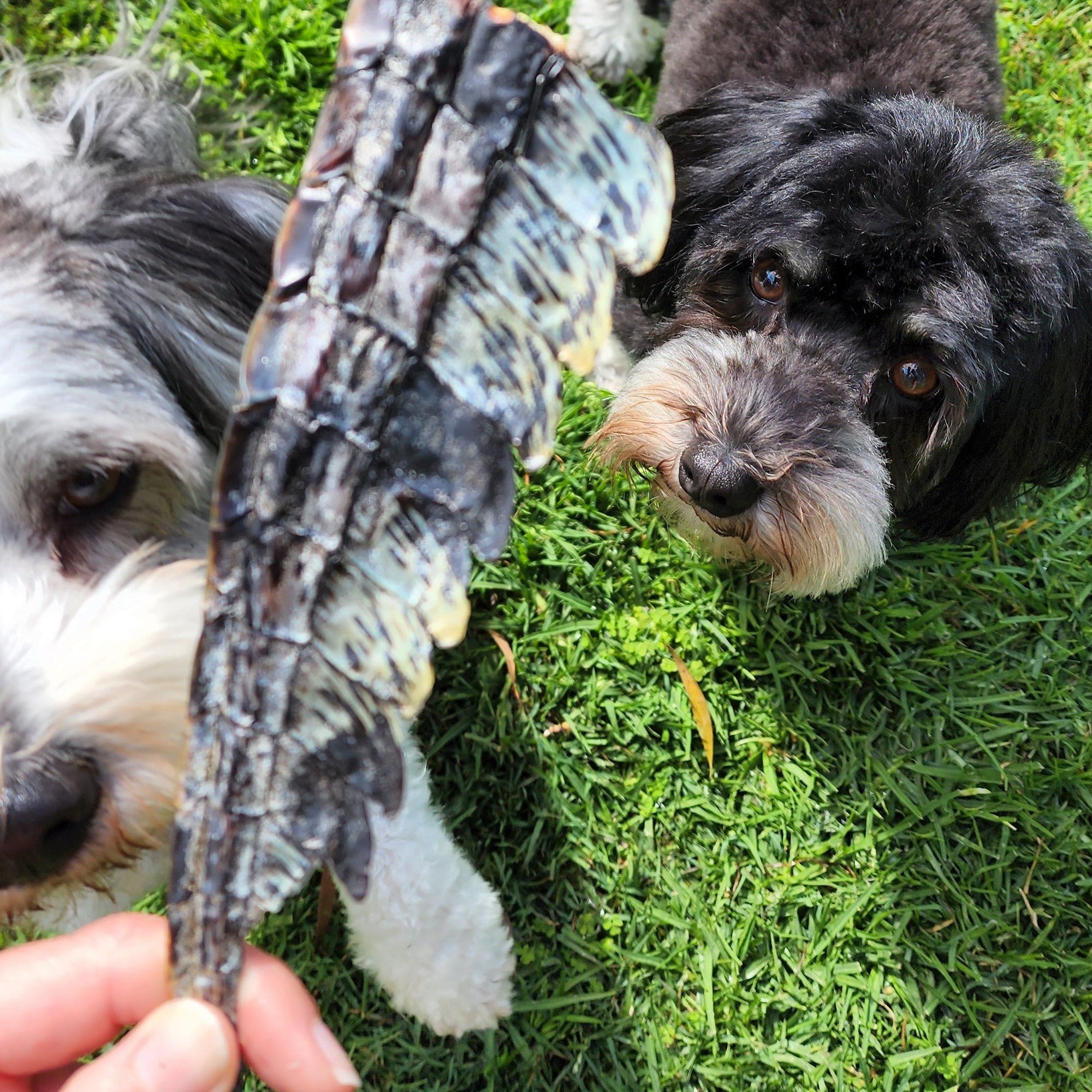 Lulu&#39;s Kitchen- Coadă de Crocodil - 2 buc.